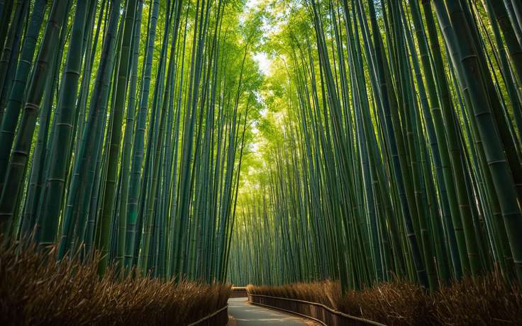 Bosque de Bambú de Sagano, Arashiyama