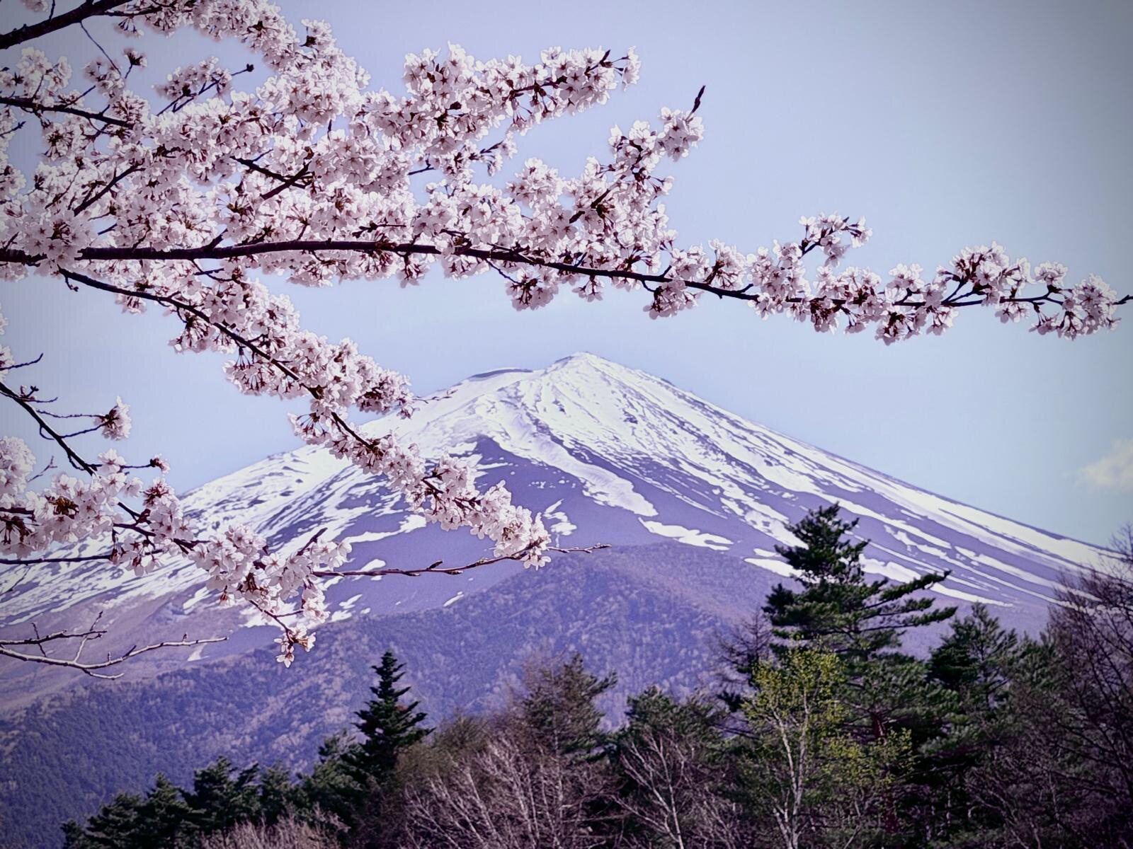 El Monte Fuji entre cerezos en flor