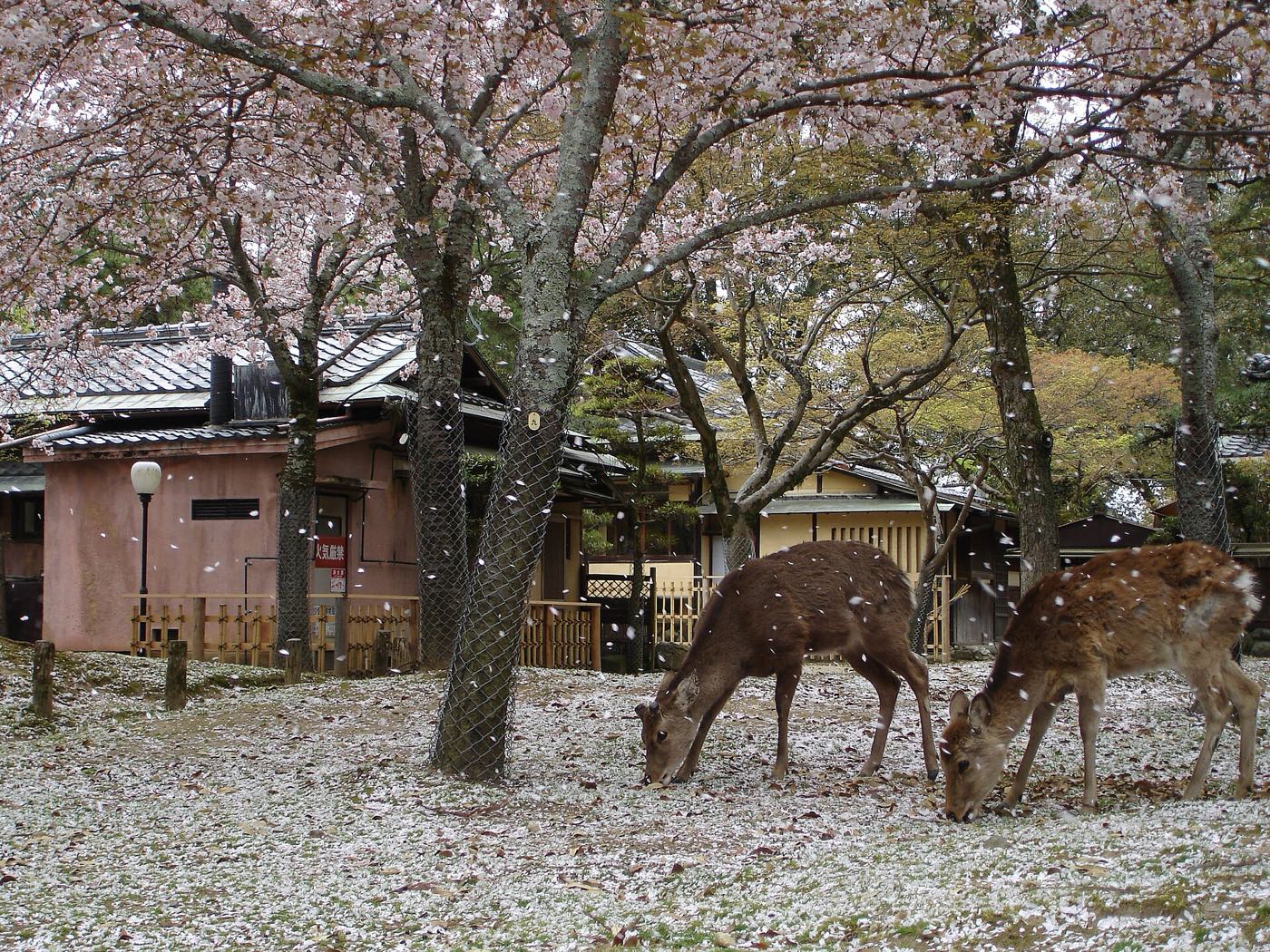 Ciervos en libertad en el Parque de Nara, bajo los cerezos en flor