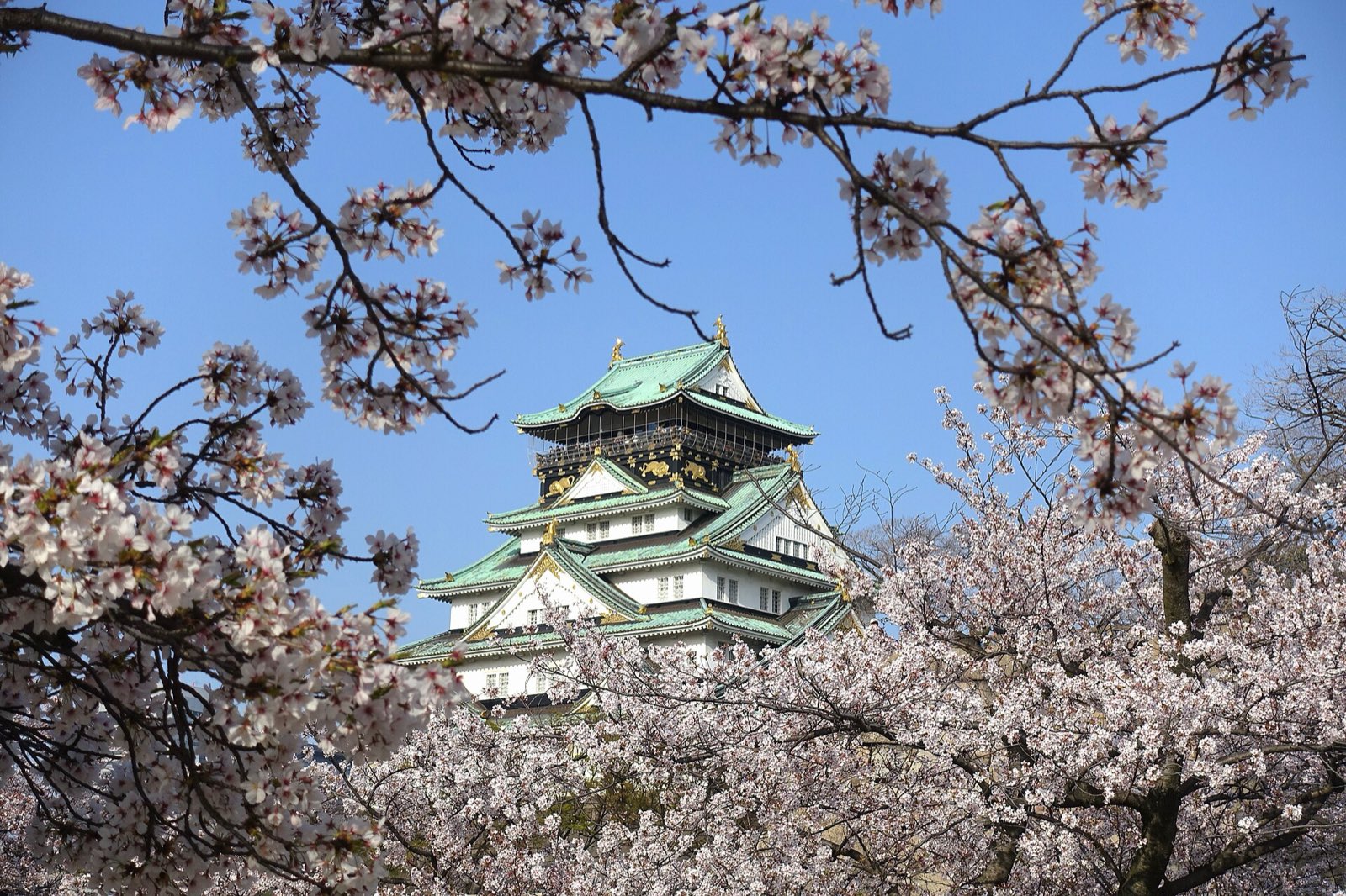 El Castillo de Osaka enmarcado por cerezos en flor