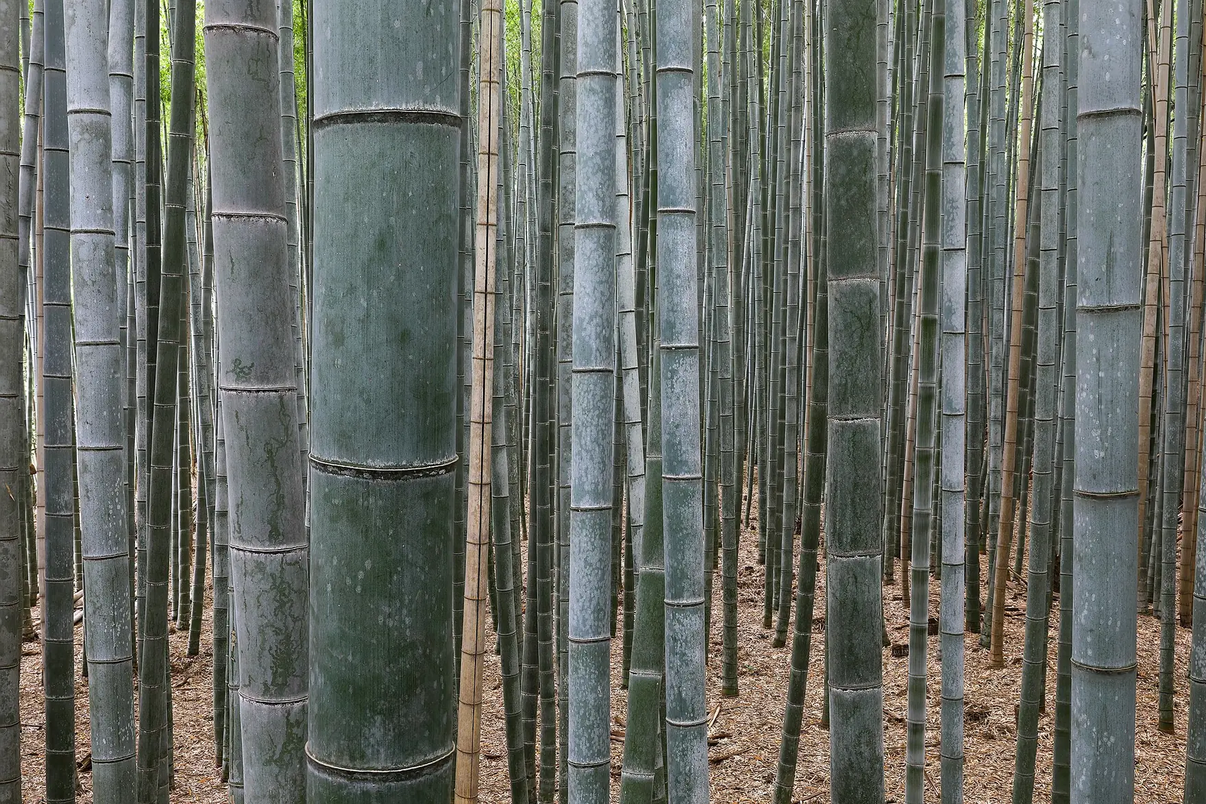 Bosque de bambú de Arashiyama, Kioto, Japón